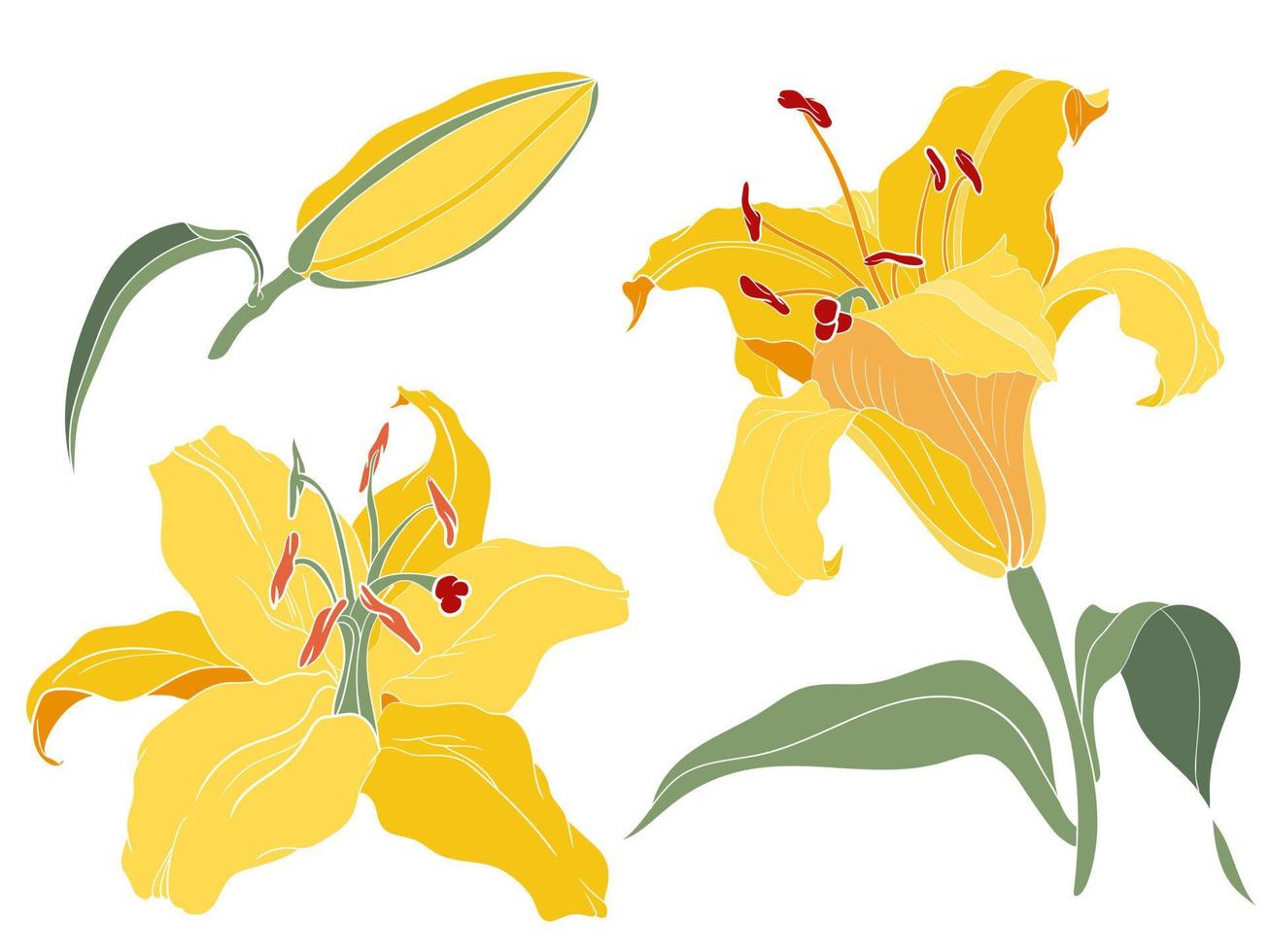 asiatique oriental lis jaune inflorescence, fleur, bourgeon, illustration colorée vecteur