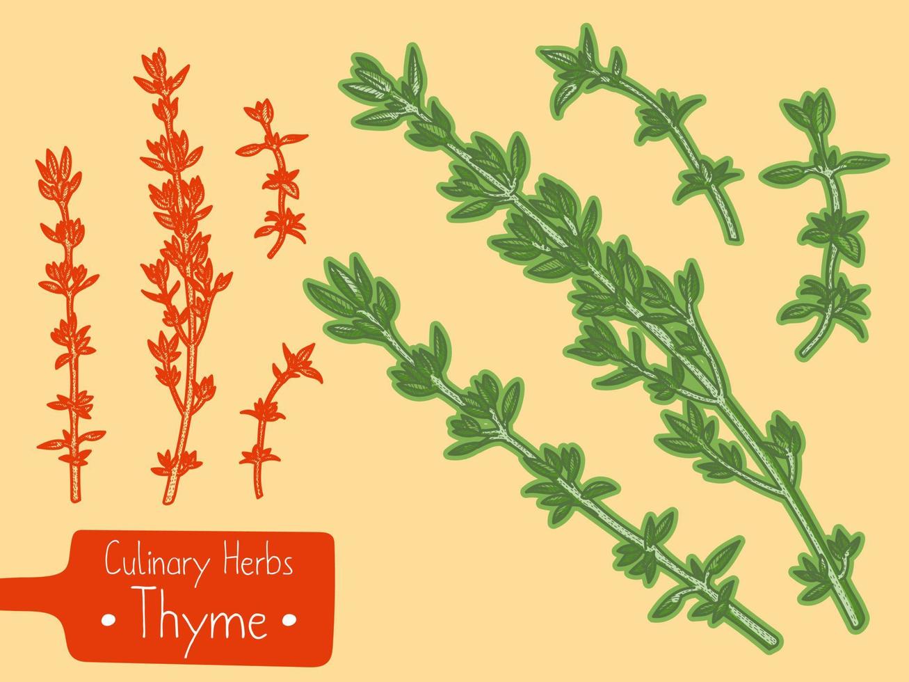 branches de la médecine et du thym aux herbes culinaires, illustration de croquis dessinés à la main vecteur