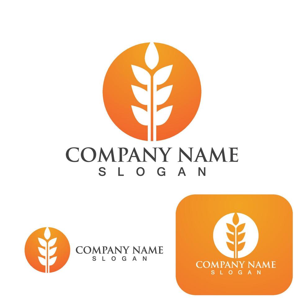 conception de vecteur de logo de blé agricole