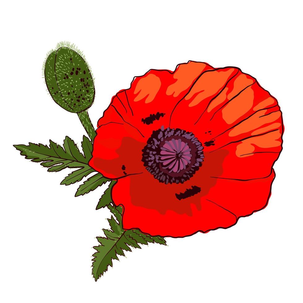 fleur de pavot rouge sauvage dessiné à la main avec bourgeon isolé sur fond blanc. élément de conception pour cartes de voeux, invitations ou illustration vectorielle etc. vecteur