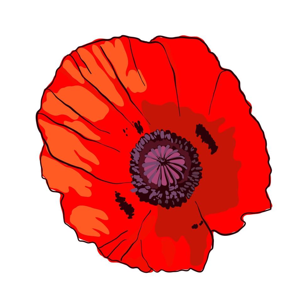fleur de pavot rouge sauvage dessiné à la main isolé sur fond blanc. élément de conception pour cartes de voeux, invitations ou illustration vectorielle etc. vecteur