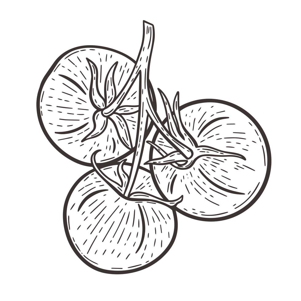 tomates sur une branche illustration vectorielle de gravure dessinée à la main noire vecteur