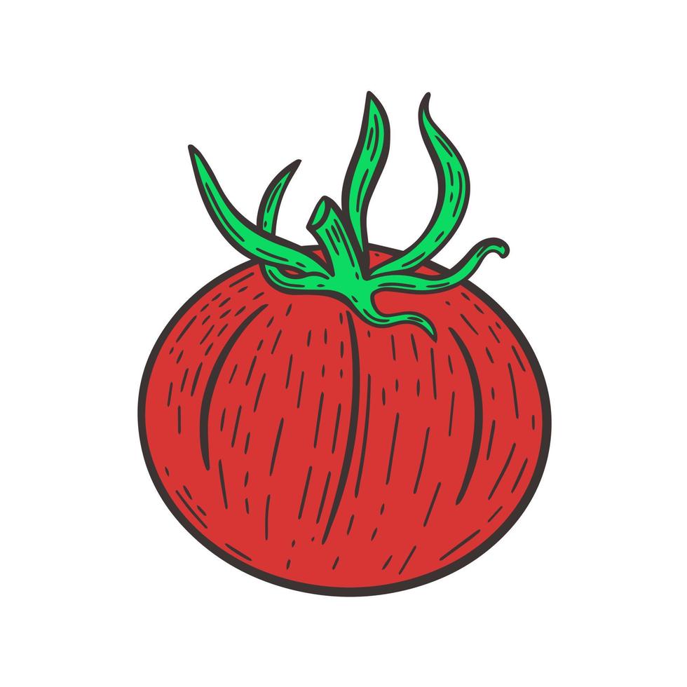 une seule tomate rouge gravée à la main vecteur