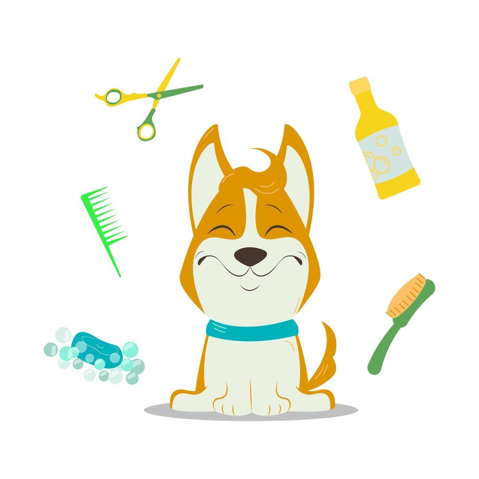 toilettage de chiens avec corgi et équipement de toilettage. vecteur