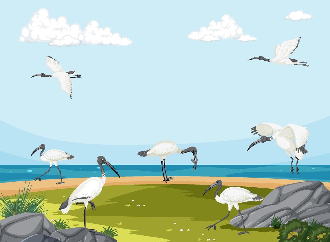 groupe d'ibis blancs australiens dans un paysage de zones humides vecteur