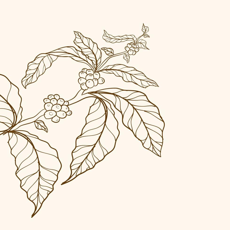 branche de café, branche avec feuilles, bordure de nature vectorielle, caféier, feuilles, haricot, grain, branche, feuilles et grains de café naturels, illustration de caféier vecteur