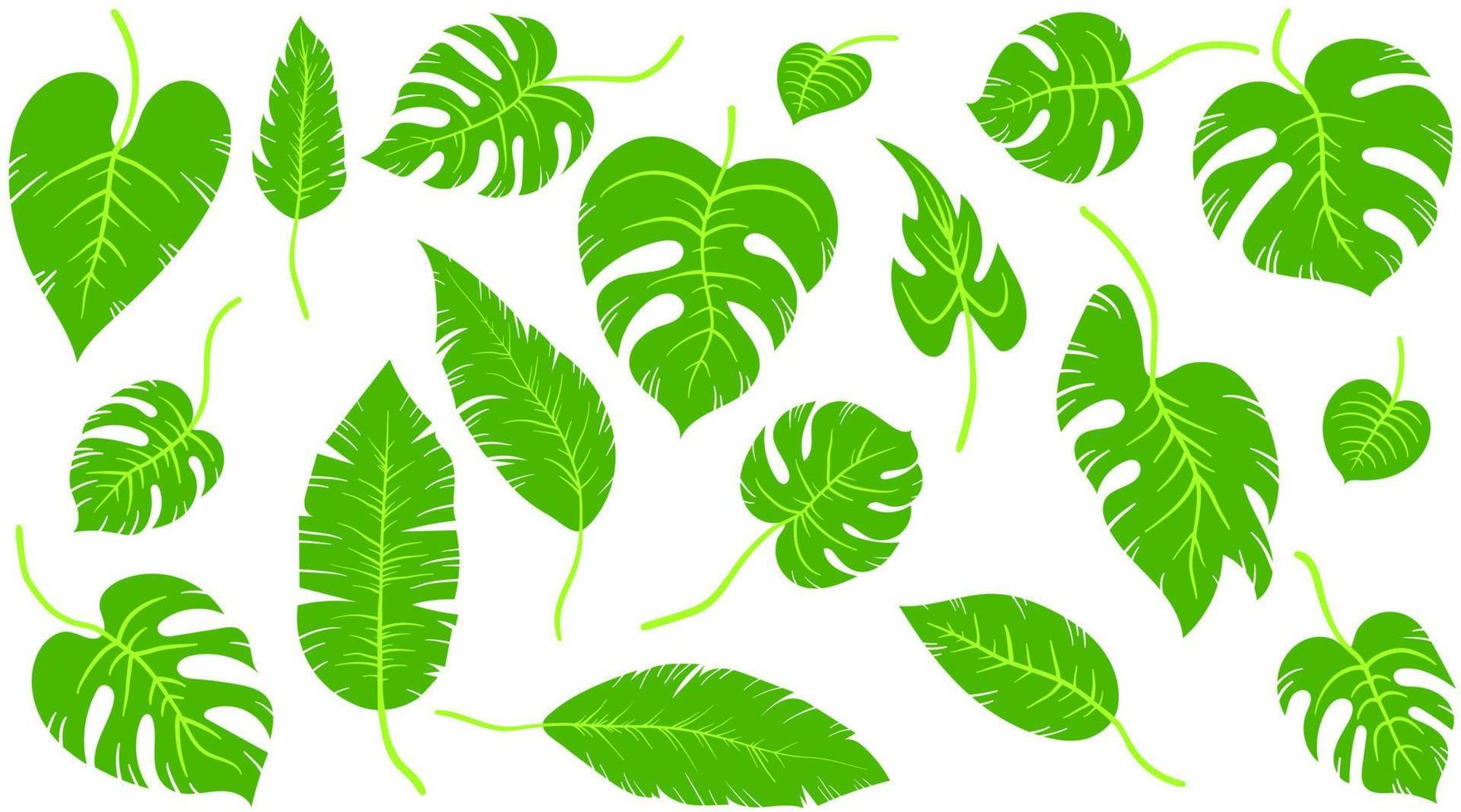 ensemble de feuilles exotiques tropicales vertes de différents types. plantes de la jungle. feuilles d'hibiscus, monstera et feuilles de palmier. illustration de vecteur botanique dessiné main dessin animé isolé sur fond blanc