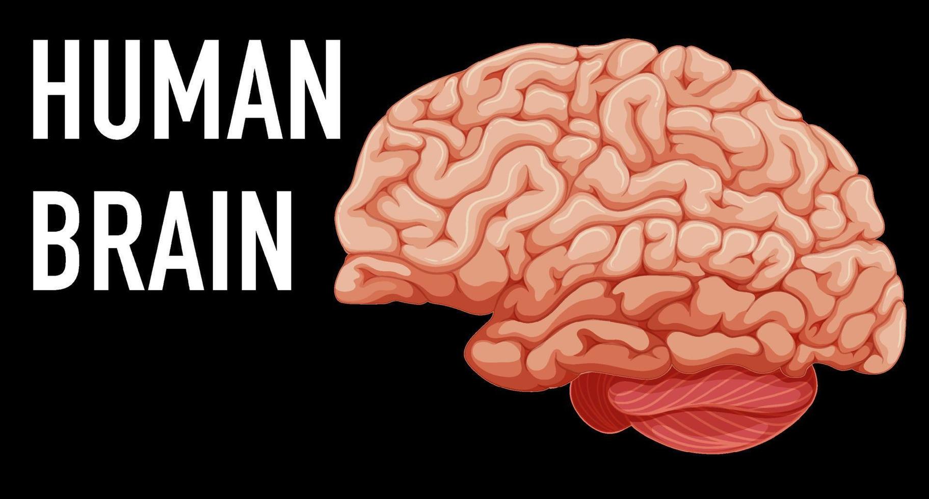organe interne humain avec cerveau vecteur
