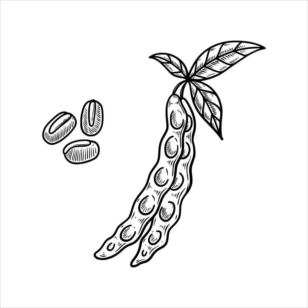 haricots légumes illustration dessinée à la main vecteur