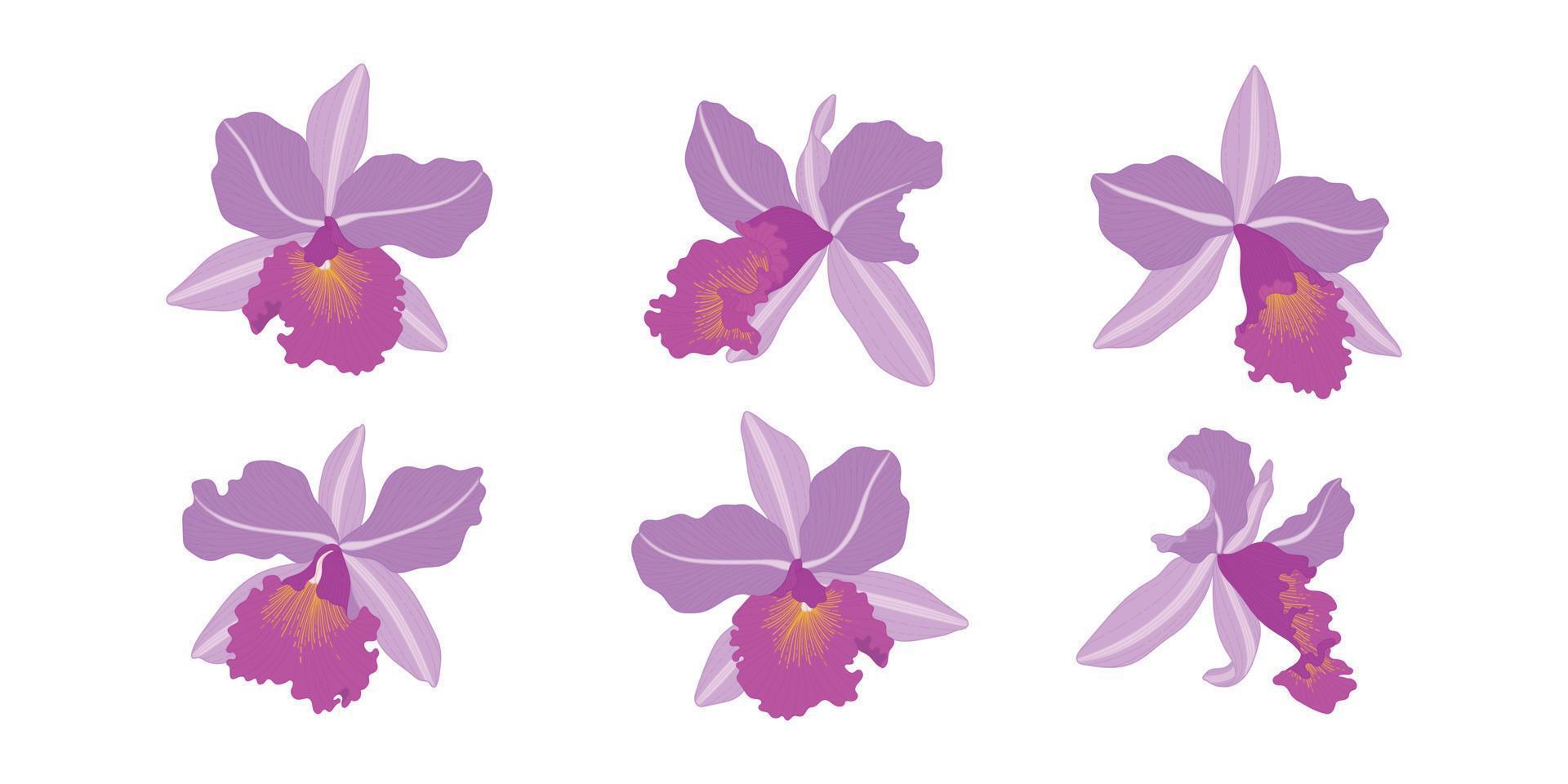 ensemble d'illustration de fleurs épanouies d'orchidées pourpres. vecteur