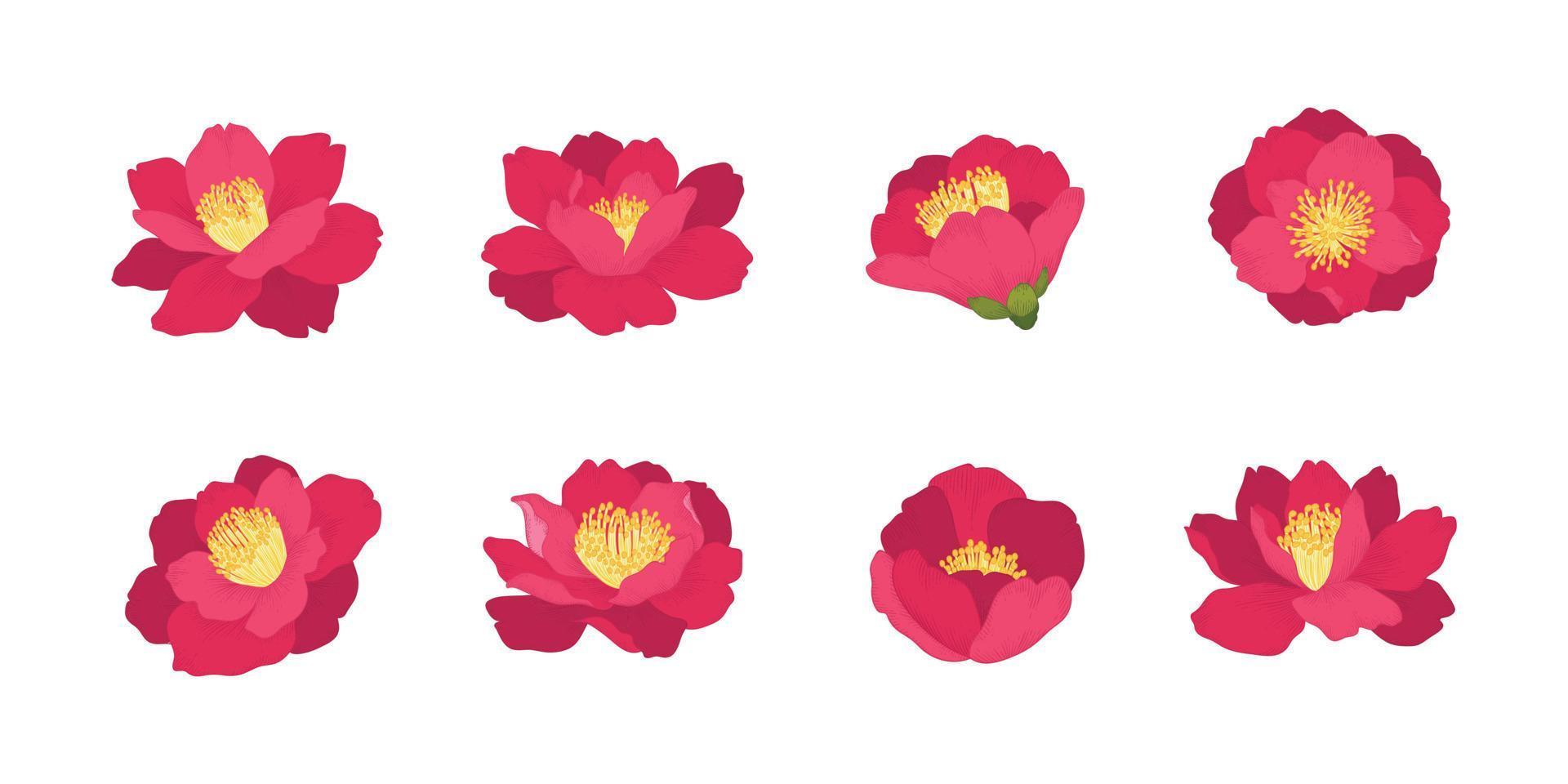 ensemble d'illustration de fleurs en fleurs de camellia japonica. vecteur