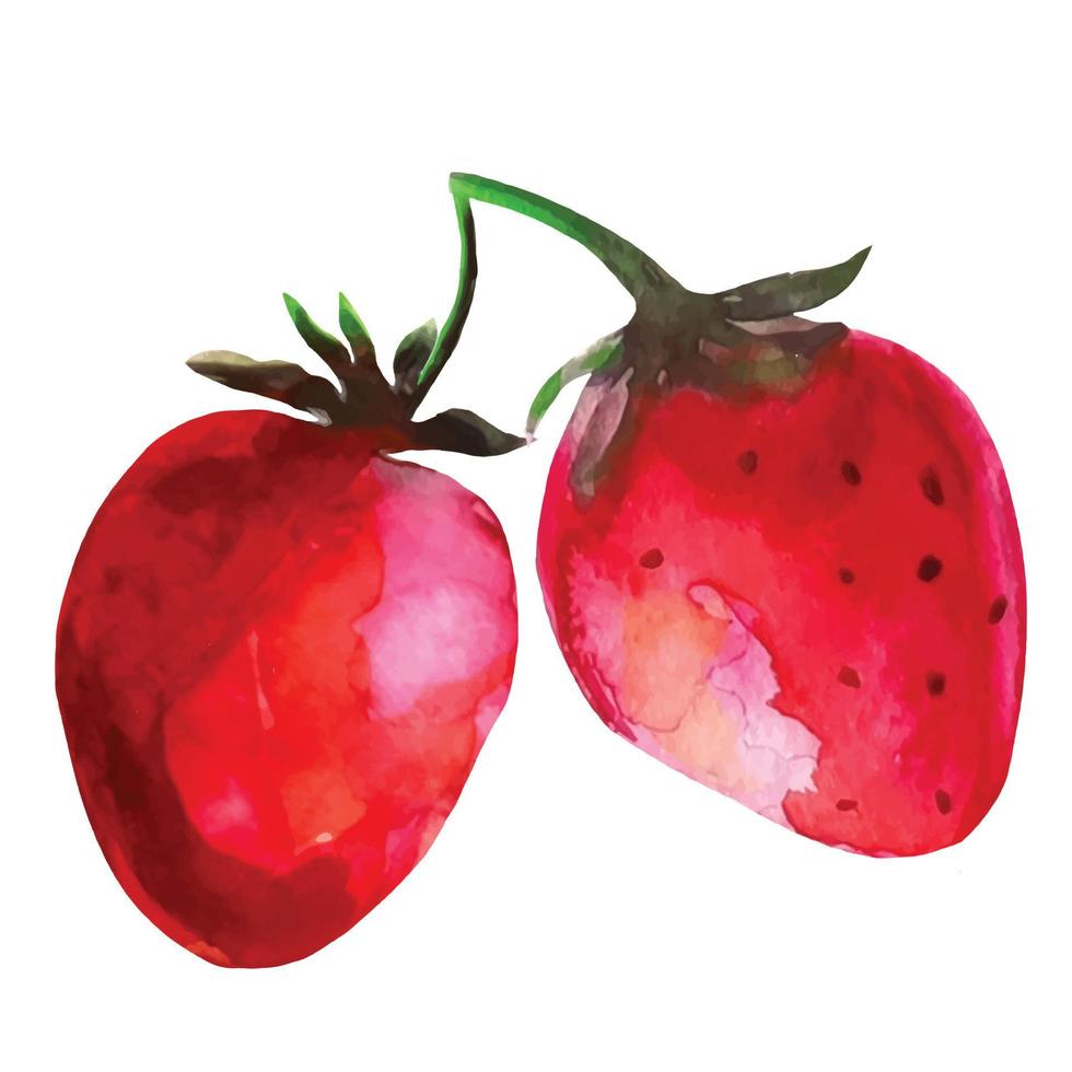 dessin aquarelle de fraise vecteur