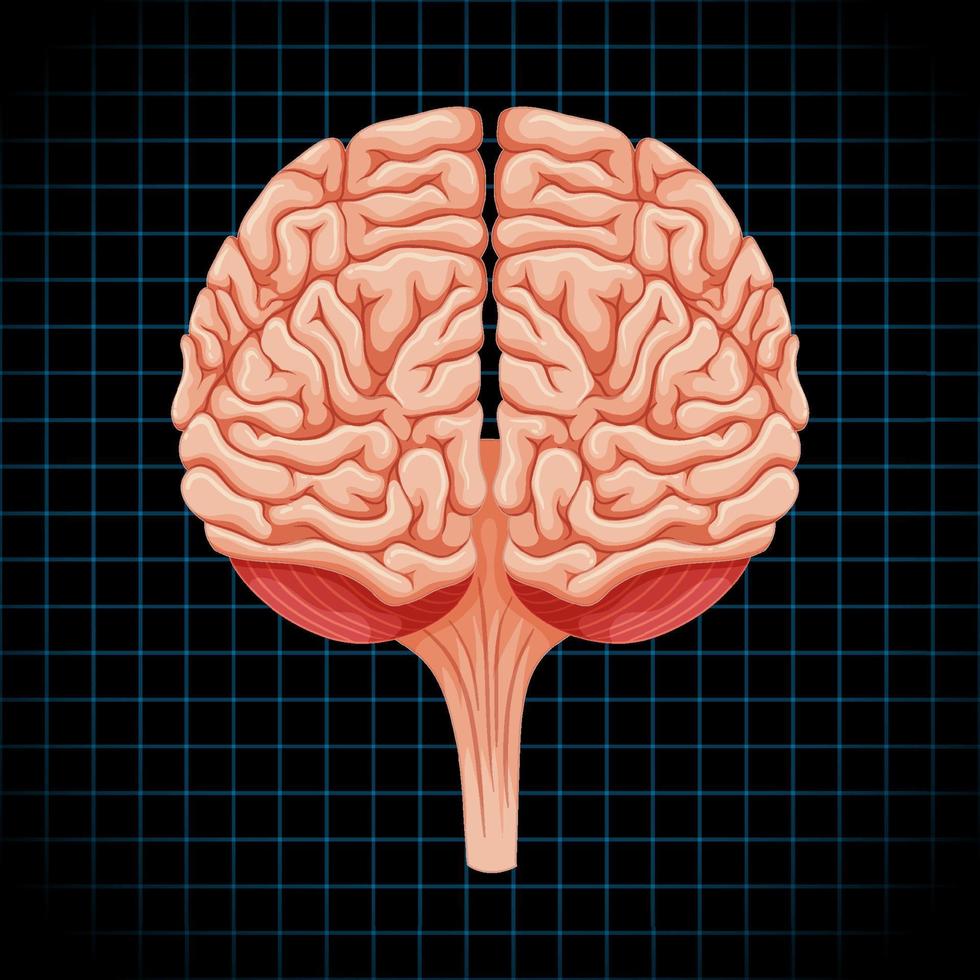 organe interne humain avec cerveau vecteur