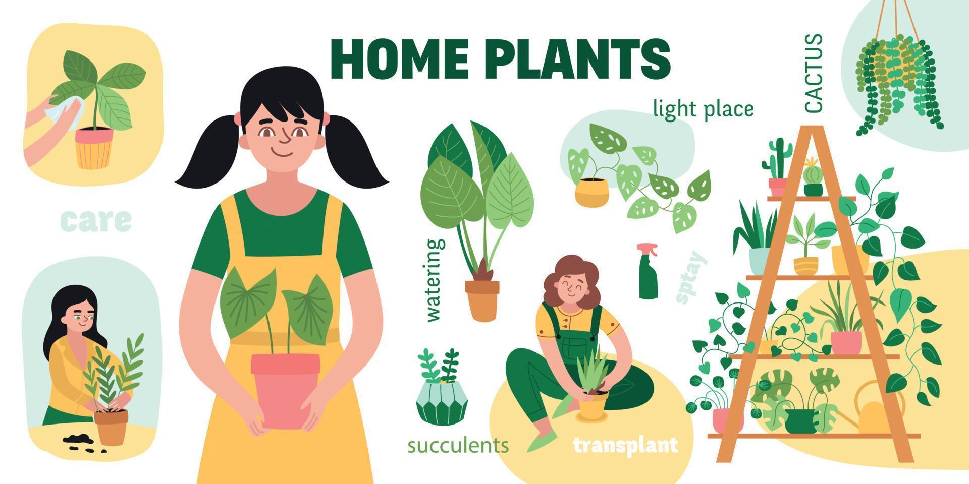 ensemble d'infographie de plantes d'intérieur vecteur