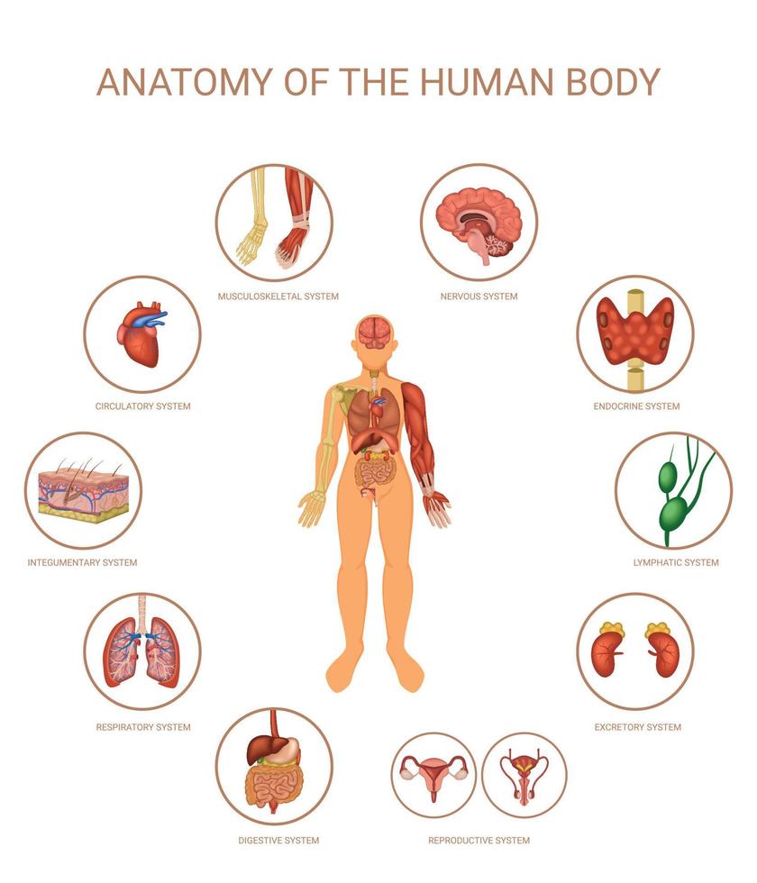 concept de couleur des systèmes d'organes du corps humain vecteur