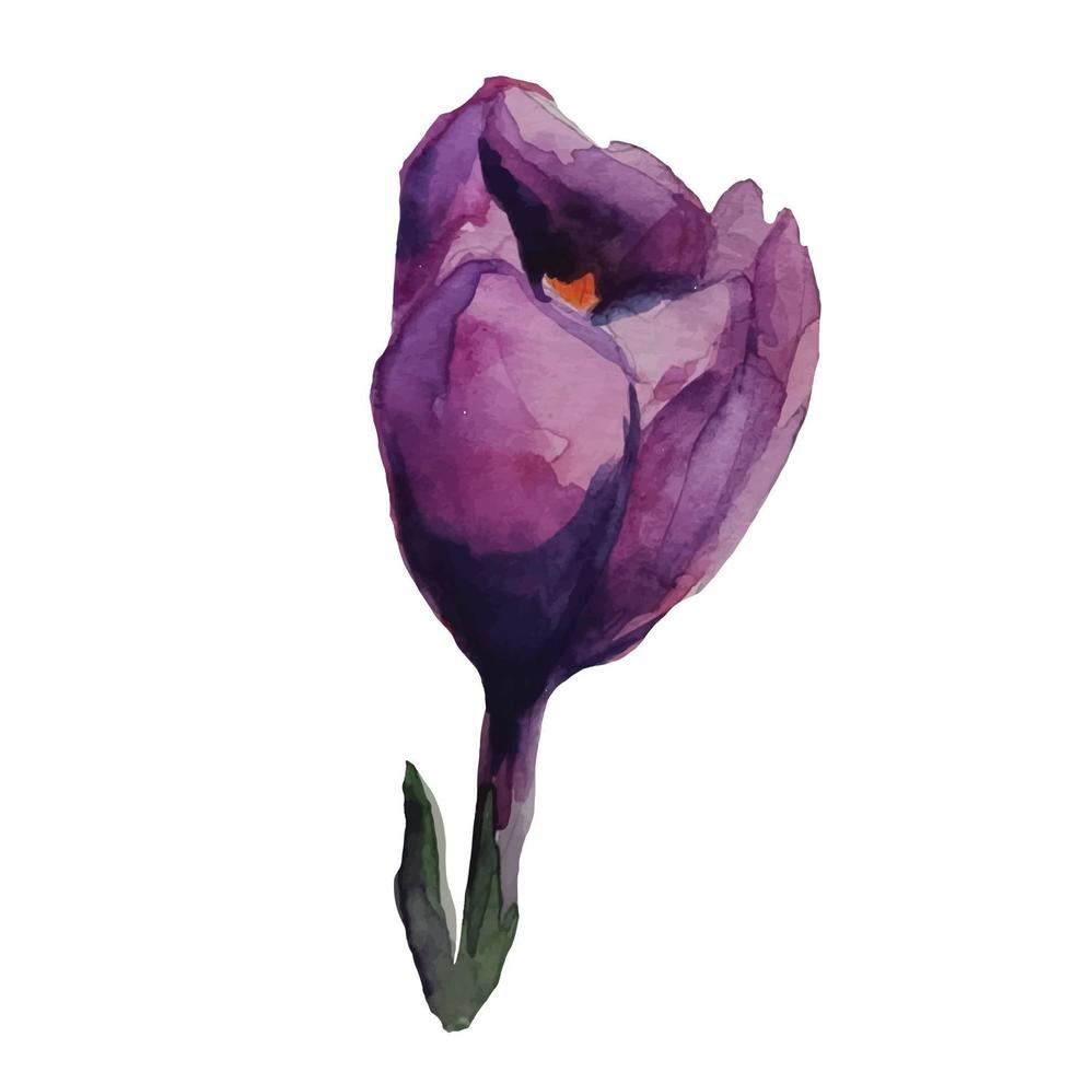 illustration aquarelle de fleur de crocus, safran, violet violet vecteur