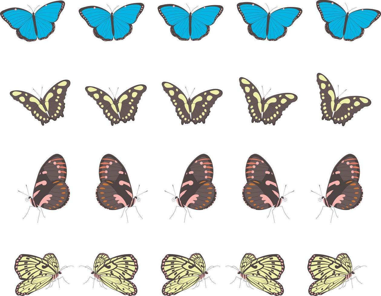 différents papillons tropicaux en rangées vecteur