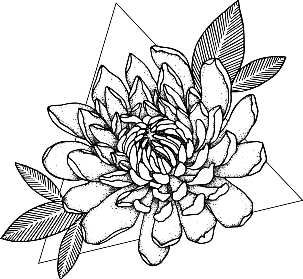 chrysanthème. fleur de griffonnage. illustration d'art en ligne. vecteur