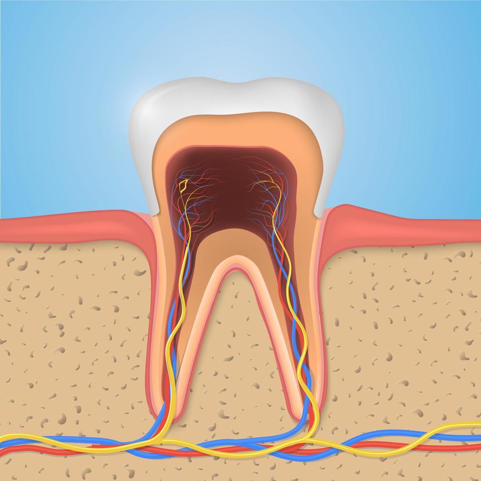 structure de la dent vectorielle. anatomie en coupe transversale avec toutes les parties. vecteur