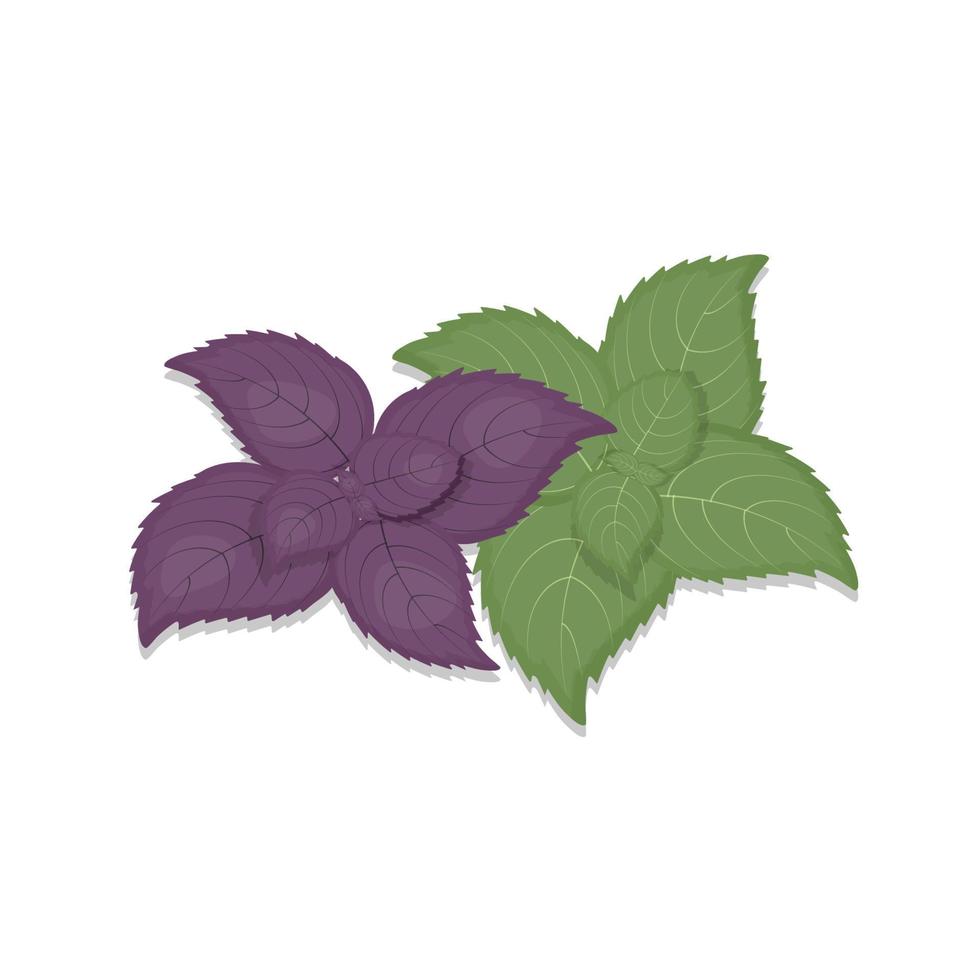 feuille de basilic vert et feuilles violettes isolées sur fond blanc produit biologique, illustration vectorielle d'épices vecteur