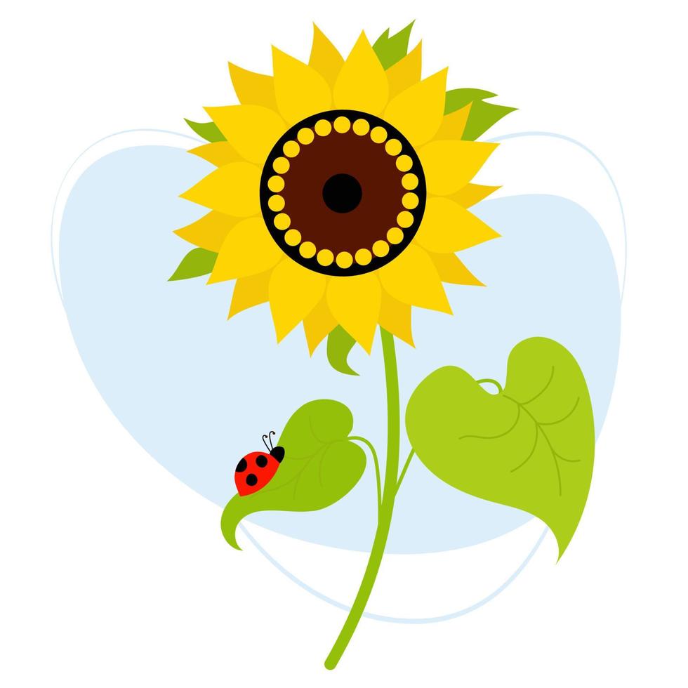 beau tournesol en fleurs avec une coccinelle sur feuille. illustration vectorielle. plante de ferme fleur jaune avec des feuilles vecteur