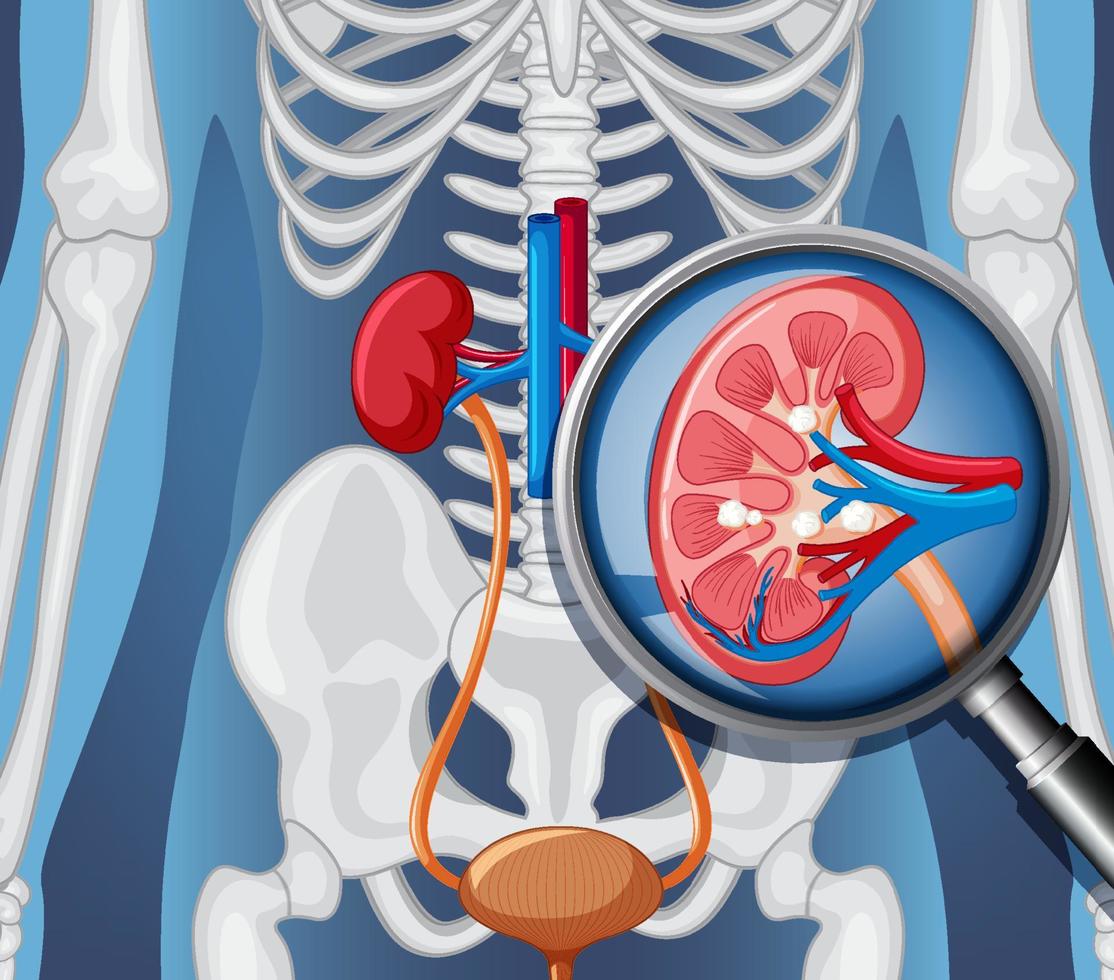 radiographie du corps humain avec les organes internes vecteur
