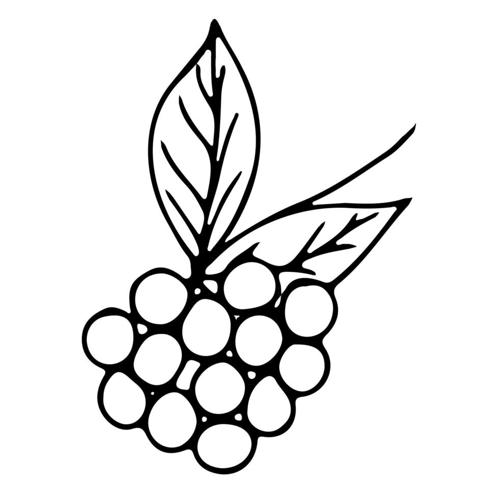 contour de raisins, dessin vectoriel de fruits dessiné à la main