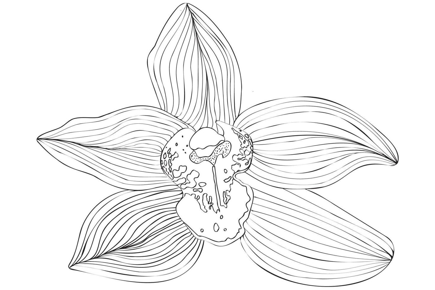 fleur de vecteur noir et blanc, dessin au trait, illustration de fleur de contour, dessin floral avec ligne de contour mince noire isolée sur fond blanc.