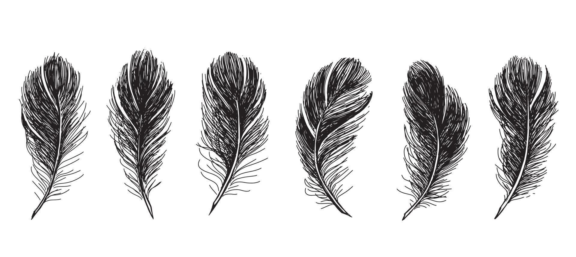 plumes sur fond blanc. style de croquis dessiné à la main. vecteur