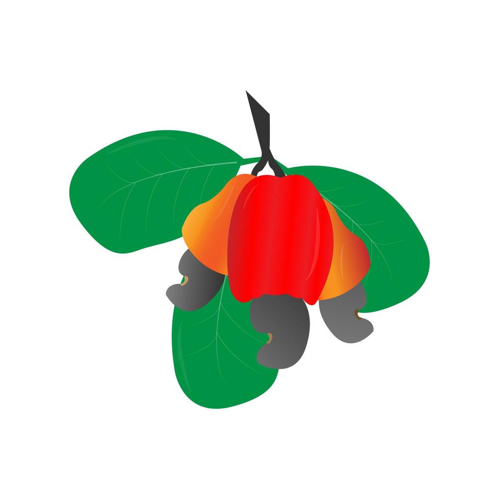 conception d'illustration de fruits de cajou mignon vecteur