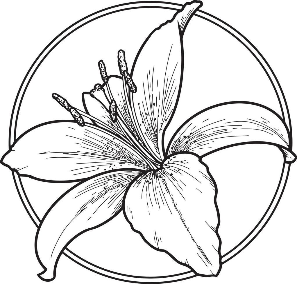 illustration vectorielle, dessin monochrome d'un lys en cercle sur fond transparent, élément de conception vecteur