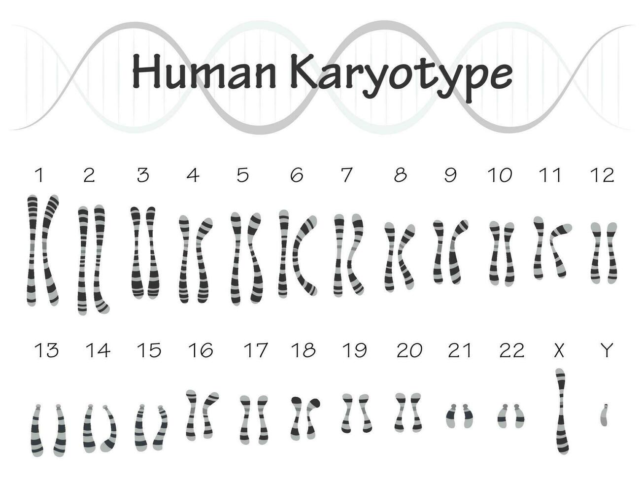 schéma du caryotype humain vecteur