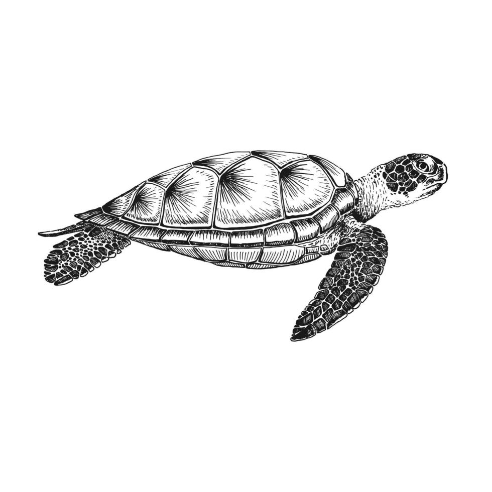 tortue de mer. illustration dessinée à la main convertie en vecteur. vecteur avec animal sous l'eau.