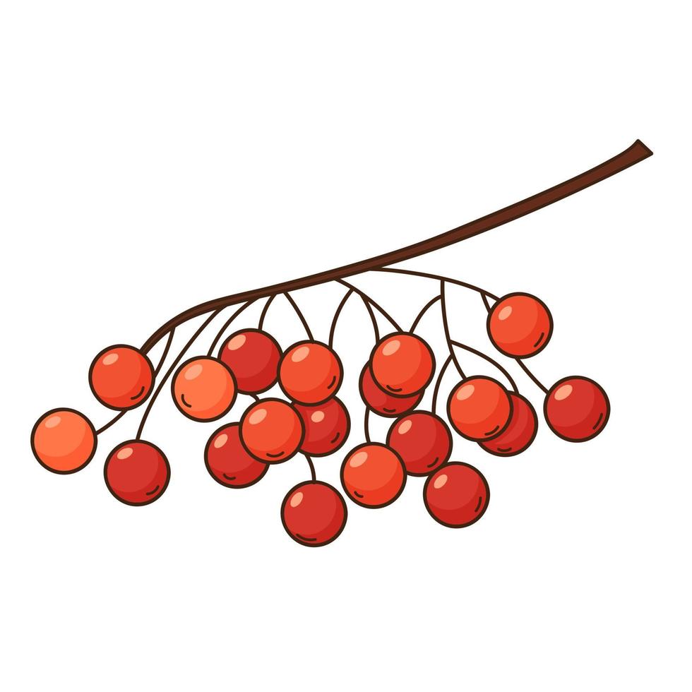 un bouquet de baies de rowan. récolte d'automne. élément de conception botanique et végétale avec contour. griffonnage, dessiné à la main. conception plate. illustration vectorielle de couleur. isolé sur fond blanc. vecteur