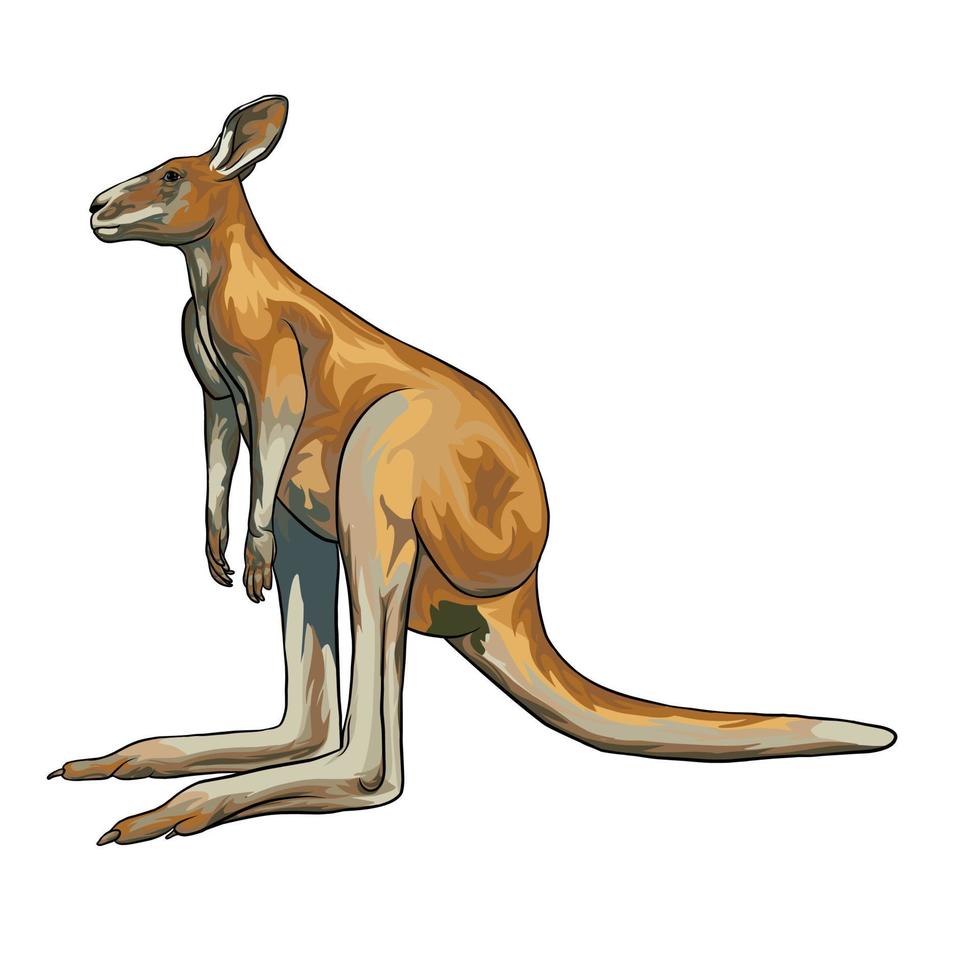 kangourou rouge vecteur fond blanc