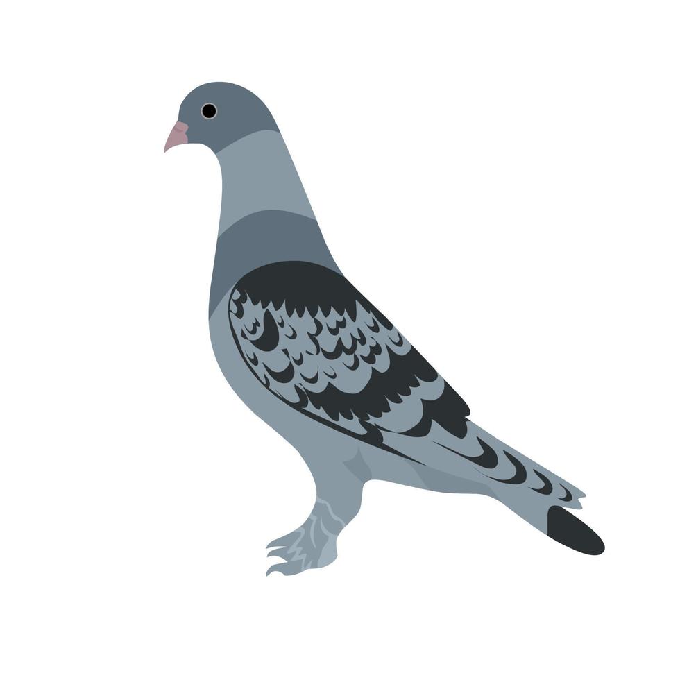 illustration vectorielle d'un pigeon voyageur sur fond blanc. parfait pour les logos d'oiseaux de course. vecteur