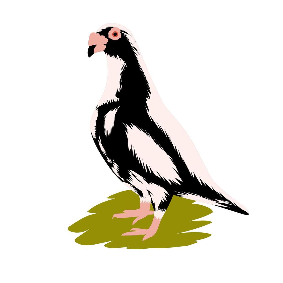 illustration vectorielle d'une vieille colombe mâle avec un gros nez. les pigeons portent des lettres. isolé sur fond blanc. vecteur