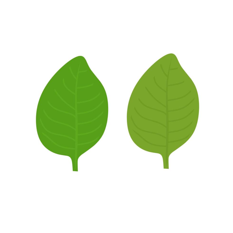 illustration vectorielle d'une feuille de tabac. les feuilles de tabac sont utilisées pour fabriquer des cigarettes. isolé sur fond blanc. vecteur