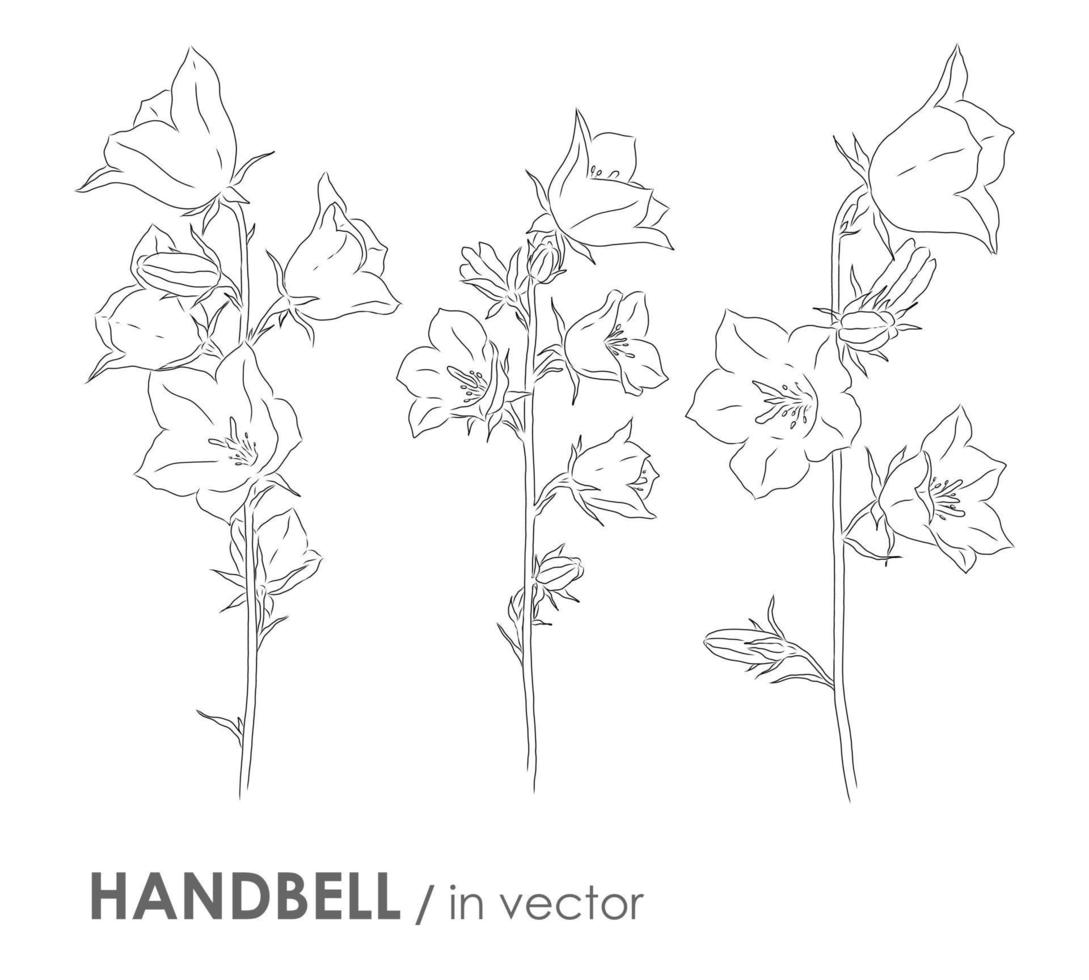 ensemble de clochettes en fleurs vectorielles isolées sur fond blanc vecteur