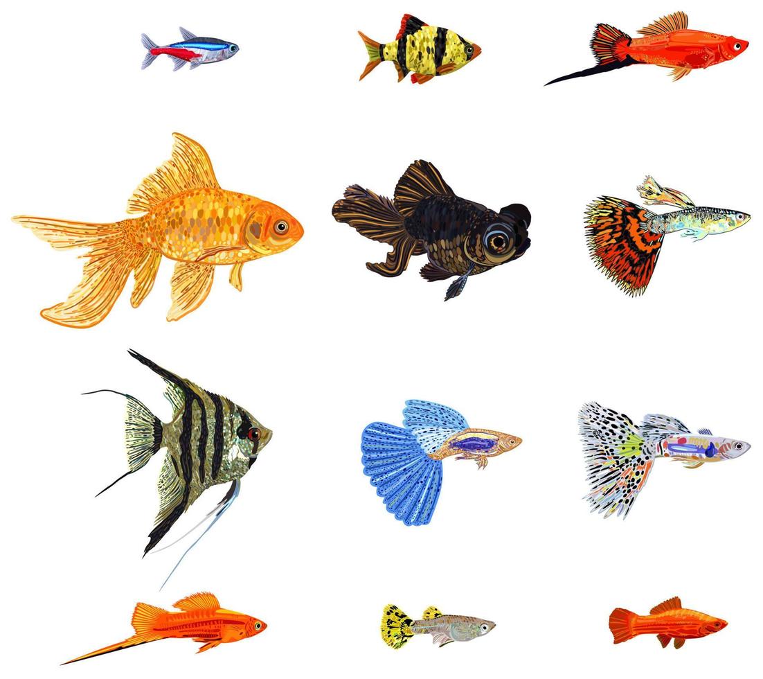 grande collection isolée de vecteur de divers poissons d'aquarium.