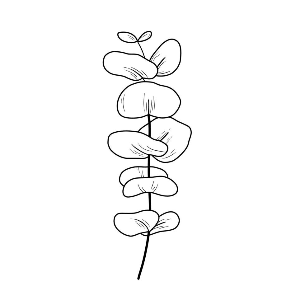 dessin d'art de ligne de branche d'eucaliptus. illustration vectorielle de contour avec des feuilles d'eucalyptus isolées sur blanc. plante botanique vecteur