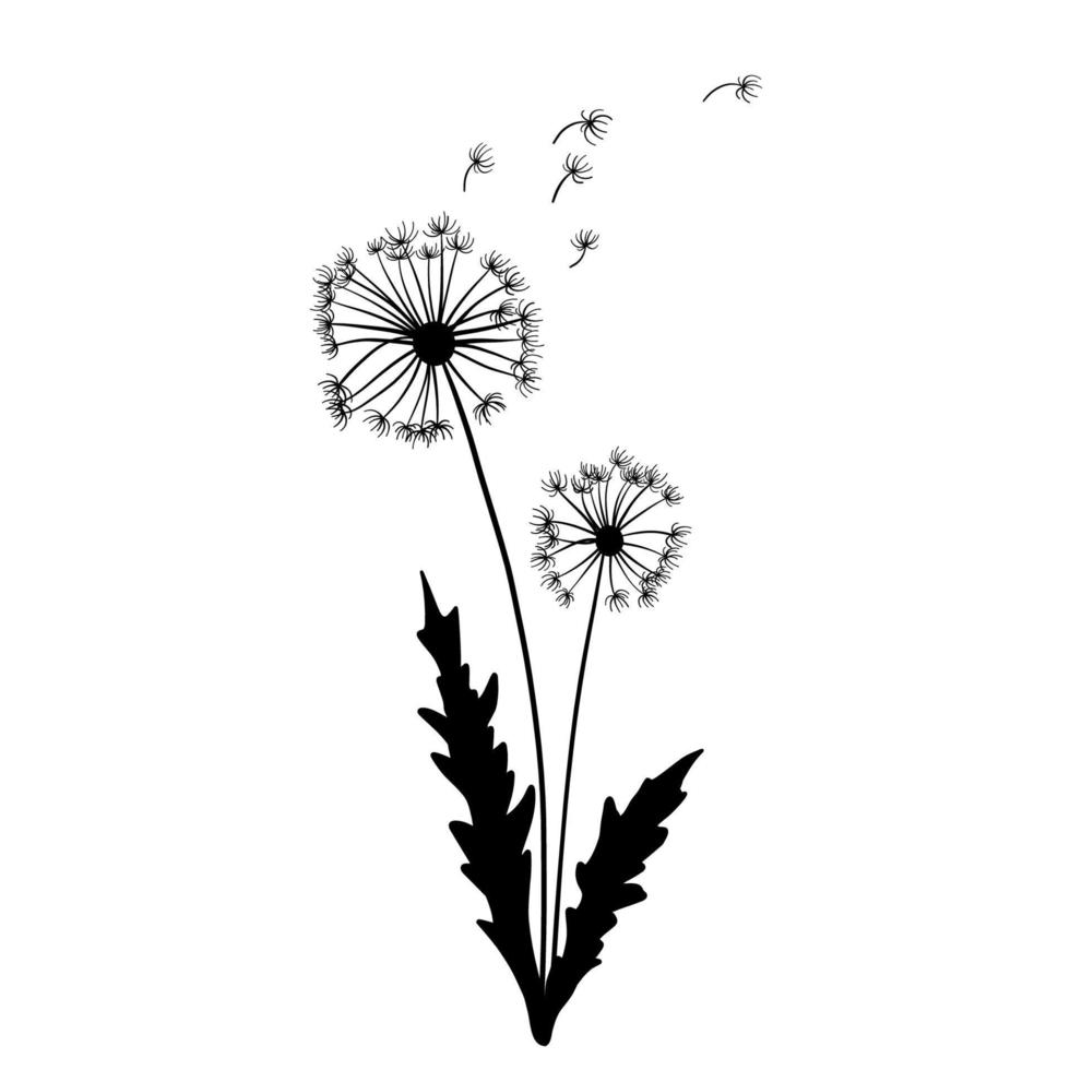 herbe de pissenlit, dessin, illustration vectorielle d'art en ligne.plante de printemps isolée sur fond blanc vecteur