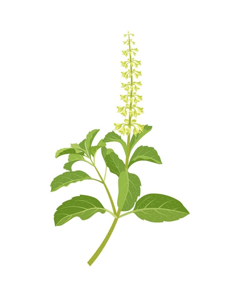 illustration vectorielle d'ocimum tenuiflorum, connu sous le nom de basilic sacré ou tulsi, isolé sur fond blanc. vecteur