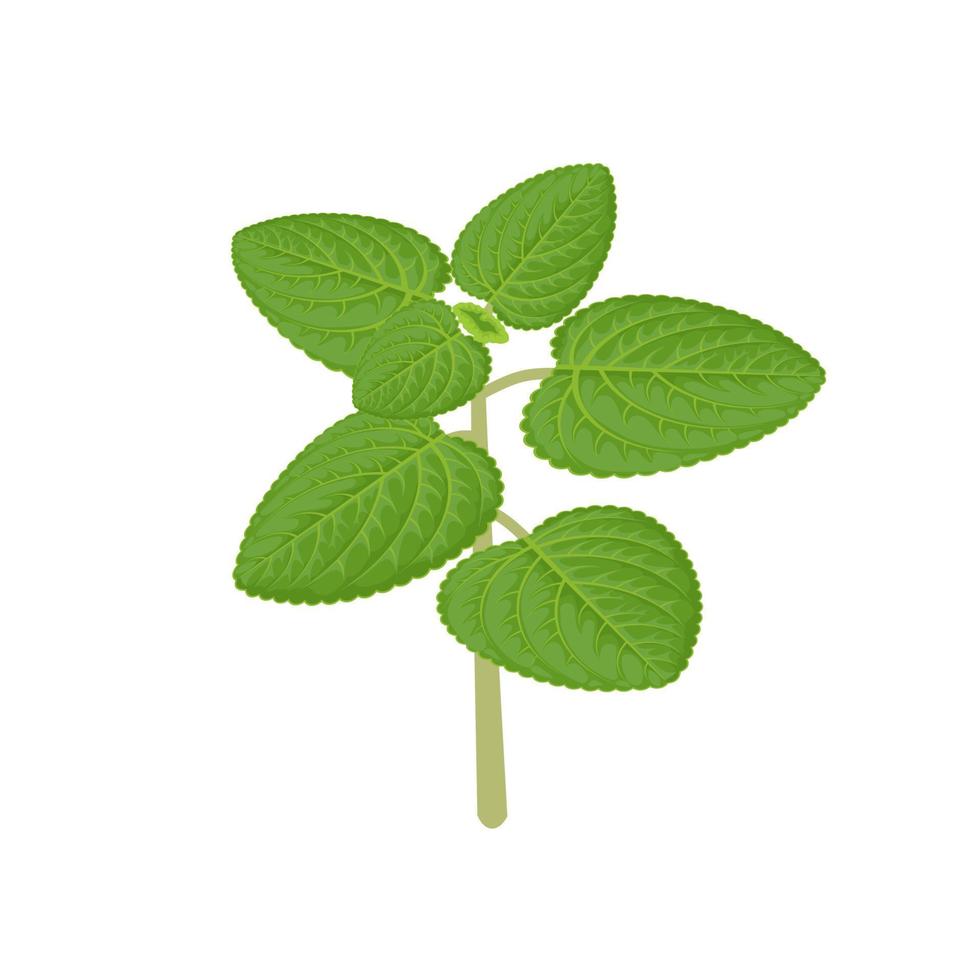 illustration vectorielle de plante à base de plantes, bourrache indienne ou menthe mexicaine, nom scientifique coleus amboinicus, isolé sur fond blanc. vecteur