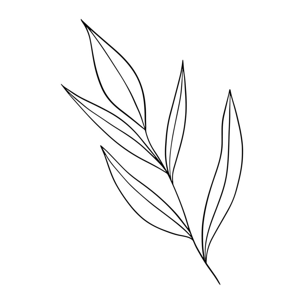 doodle feuille dessinée à la main. plante dessinée à la main dans un style doodle. illustrations botaniques. vecteur