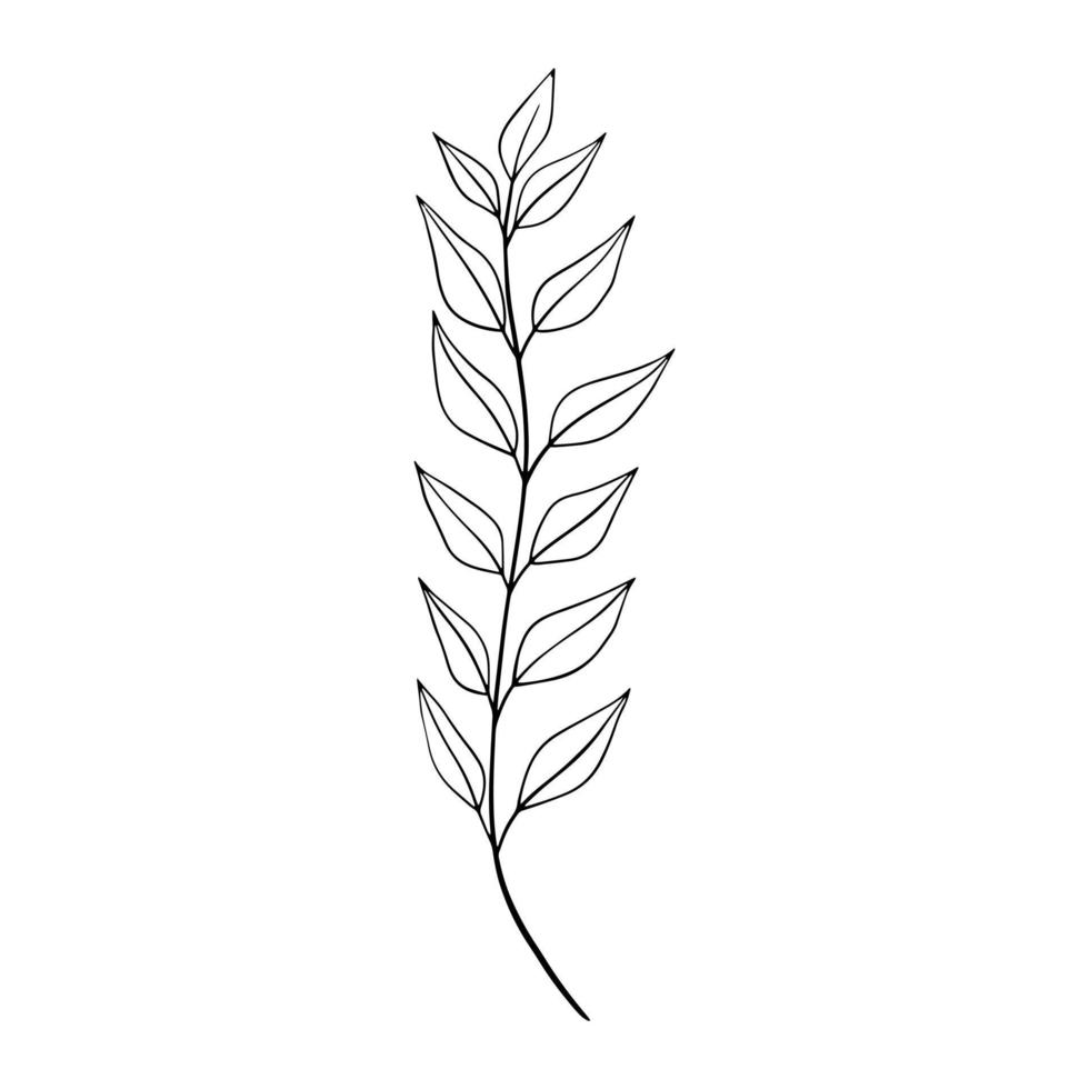 doodle feuille dessinée à la main. plante dessinée à la main dans un style doodle. illustrations botaniques. vecteur