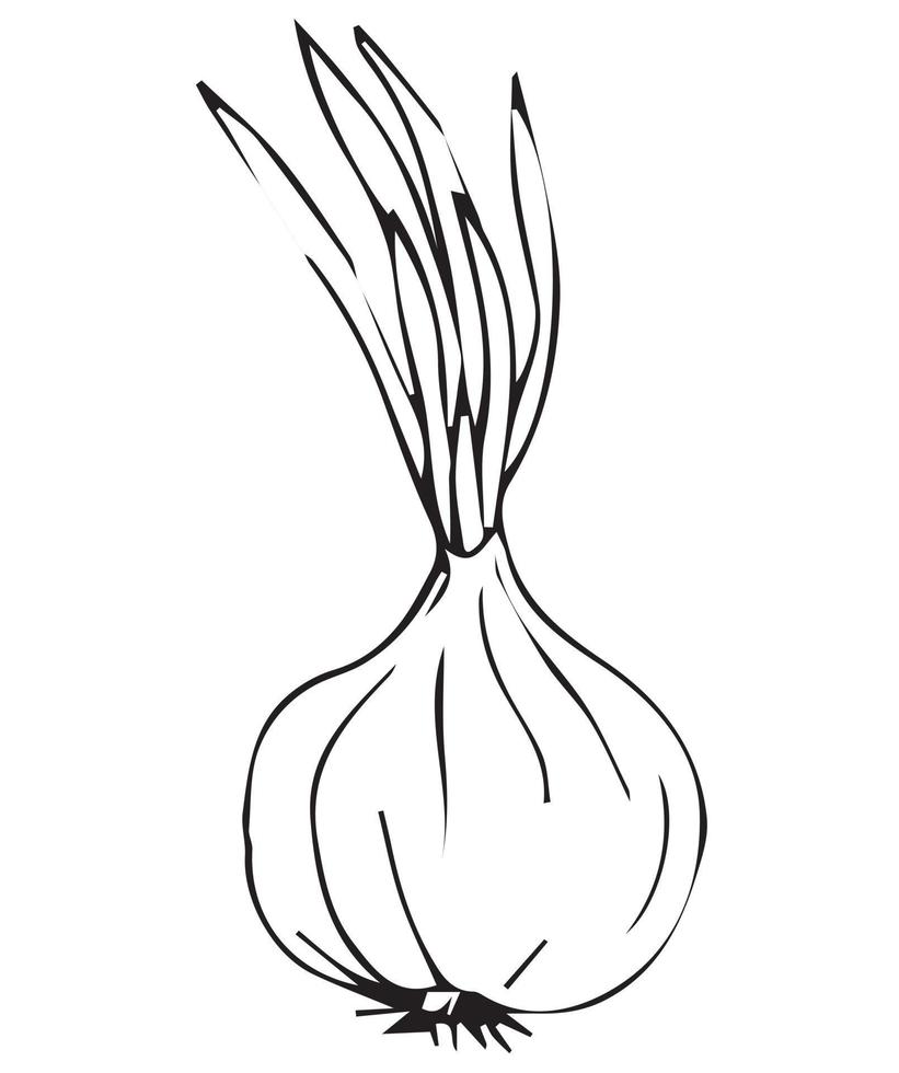 oignon. croquis dessin à la main. illustration de stock de vecteur isolé sur fond blanc.