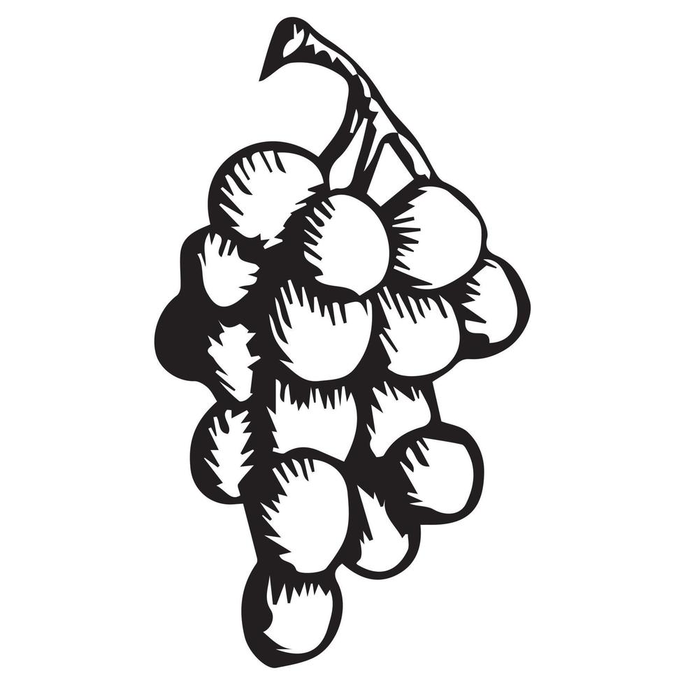 grappe de raisins mûrs. mode de gravure. dessin à main levée. illustration vectorielle isolée sur fond blanc. vecteur
