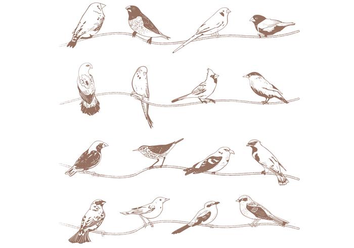 Vecteurs d'oiseaux dessinés à la main vecteur