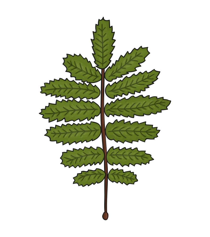 icône de feuille de rowan vert de couleur vectorielle isolée sur fond blanc. illustration botanique de verdure d'arbre. style de bande dessinée vecteur